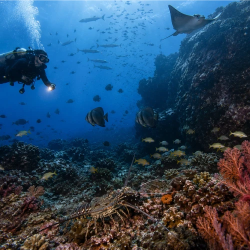 Conception Rock with reef fish, eagle rays and whale sharks