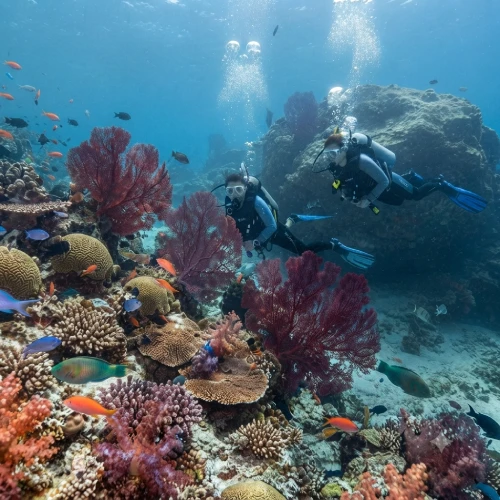 Conception Arena dive site for experienced divers with strong currents
