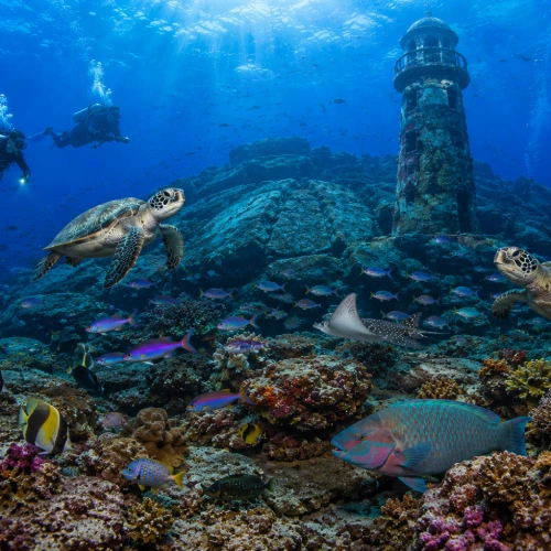 Coral Garden reef site teeming with tropical fish