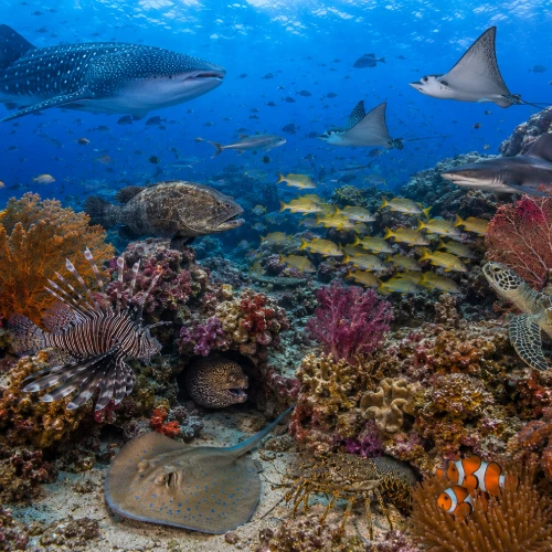 Light House drift dive along granite rocks with eagle rays