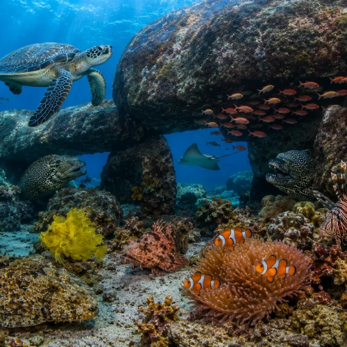 Seasy reef with colorful reef fish and coral formations testing