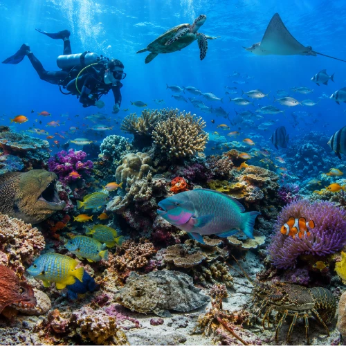 Twin Barges wreck dive site with jackfish and moray eels testing