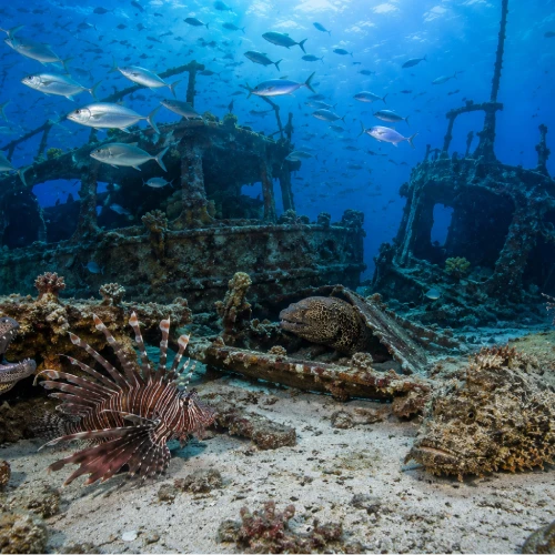 Aquarium dive site with colorful reef fish and clownfish testing