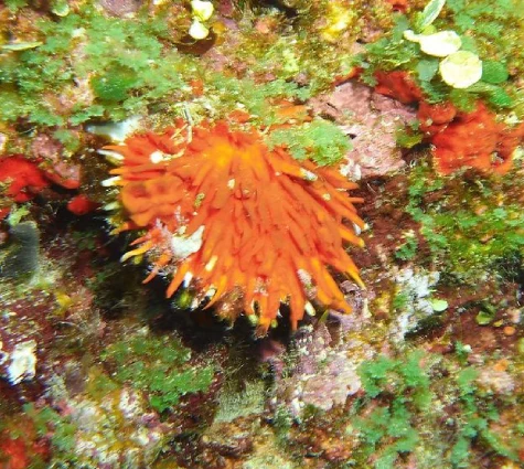 Barbatus