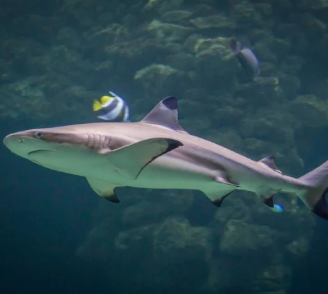 Black Tip Shark