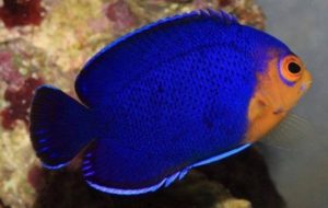 Blue Dwarf