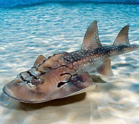 Bowmouth Guitarfish