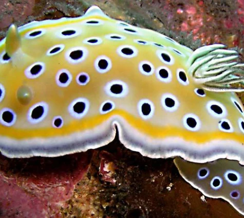 Chromodoris Geminus