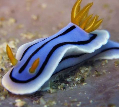 Chromodoris Lochi