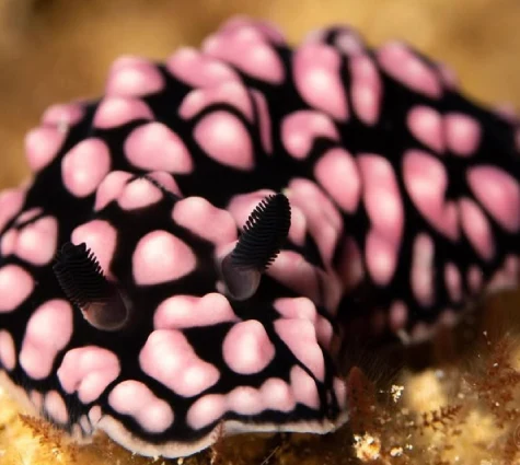 Chromodoris Lochi