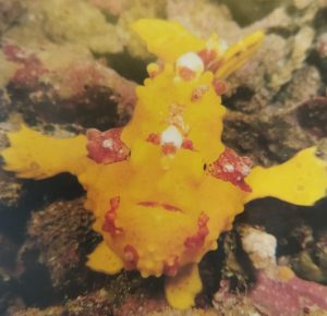 Clown (frog)