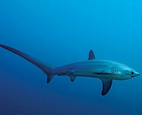 Common Tresher Shark