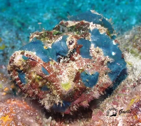 Diabola Fish