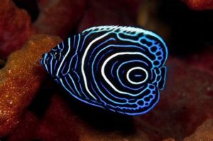 Emperor Juvenile