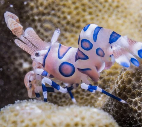 Harlequin