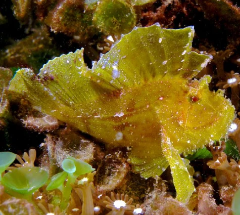 Leaf Fish