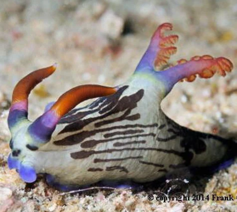 Nembrotha Lineolata