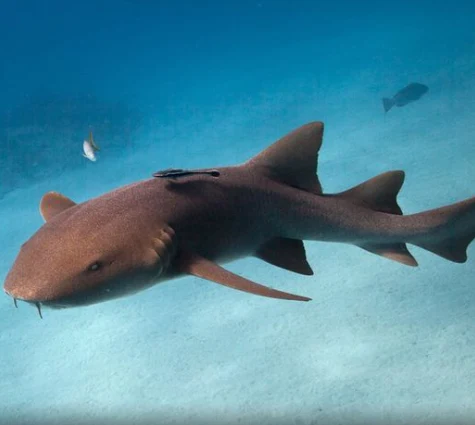 Nurse Shark