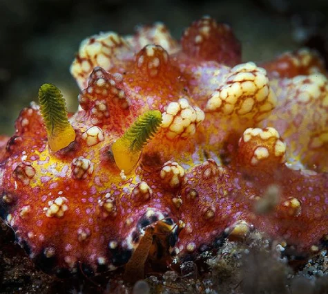 Phyllidiopsis Cardinalis