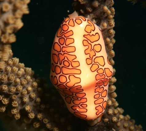 Phyllidiopsis Krempf
