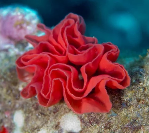 Sea rose seychelles