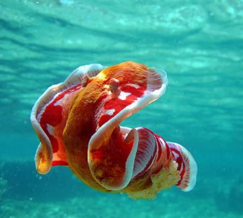 Spanish Dancer