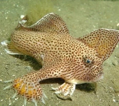 Spotted Shovelnose