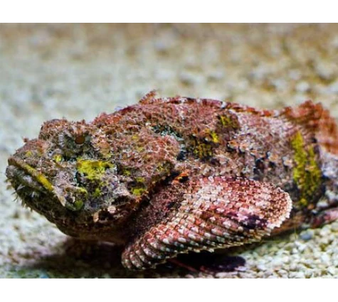 Stone Fish