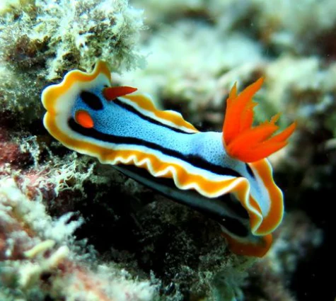 Susanae Flatworm