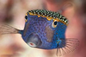 Whitespotted
