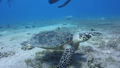 Scuba diver exploring a vibrant coral reef off Mahé Island, Seychelles with Equinoxe Diving School