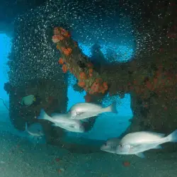 School of fish