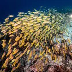 Clownfish in an anemone