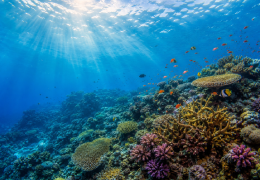 Snorkeling in crystal-clear Seychelles waters